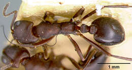 Image of Monomorium afrum Andre 1884