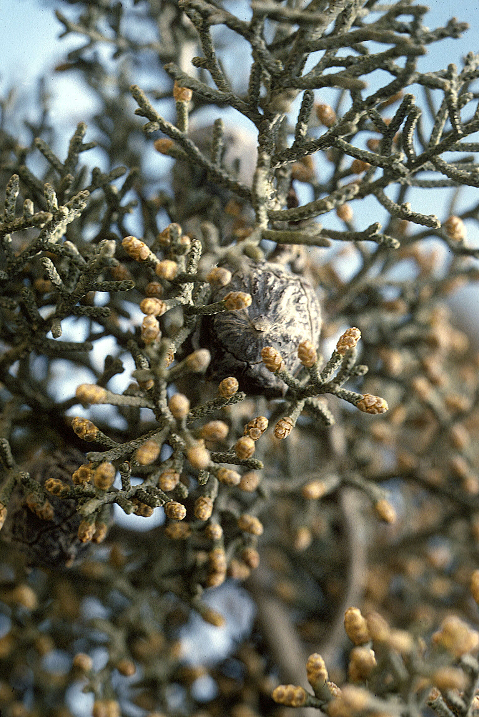 Image of Arizona Cypress