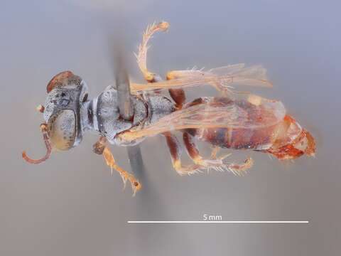 Imagem de Gastrosericus incisus Pulawski 1995