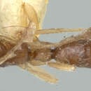 Image of Probolomyrmex Mayr 1901