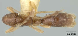 Image of Probolomyrmex Mayr 1901