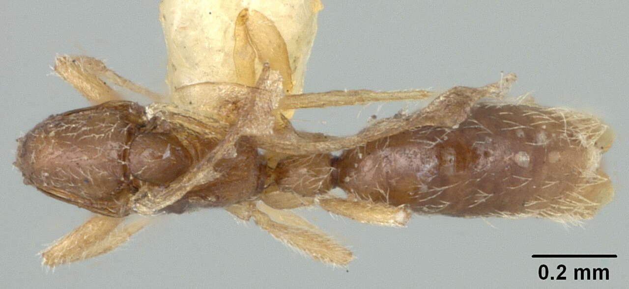 Image of Probolomyrmex Mayr 1901