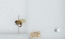 Imagem de Bombus diversus Smith 1869