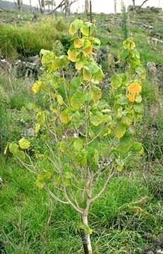 Image of Hawai'i treecotton