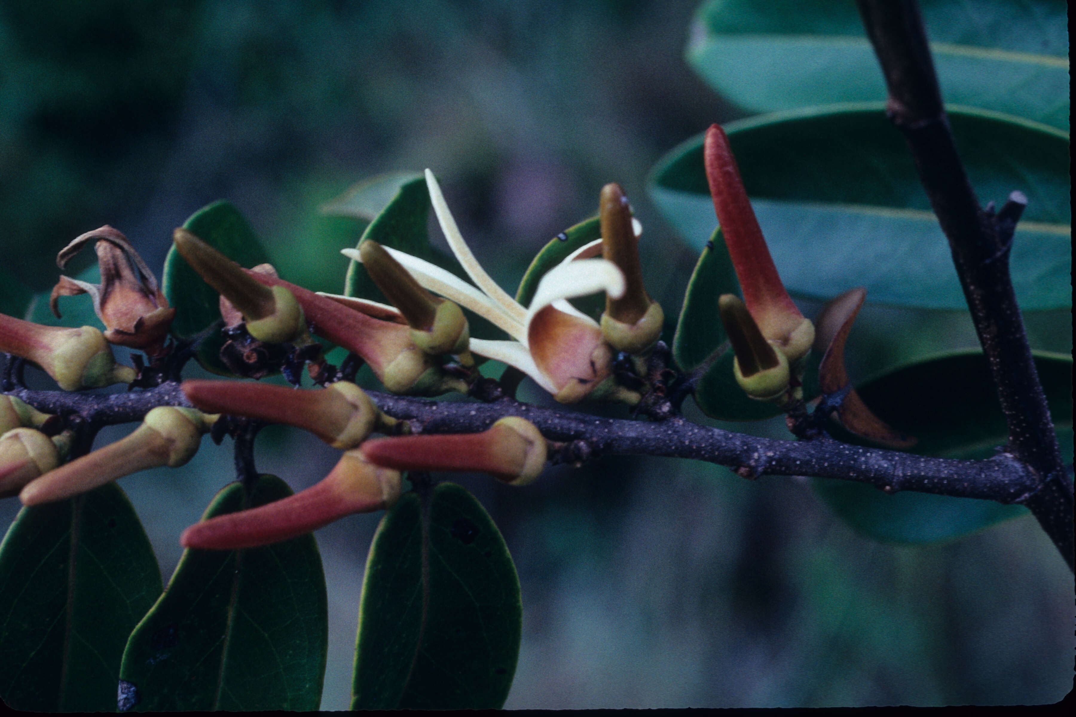 Image of Xylopia discreta (L. fil.) Sprague & Hutch.