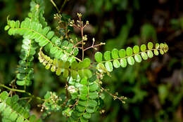 Image de Zanthoxylum foliolosum J. D. Smith