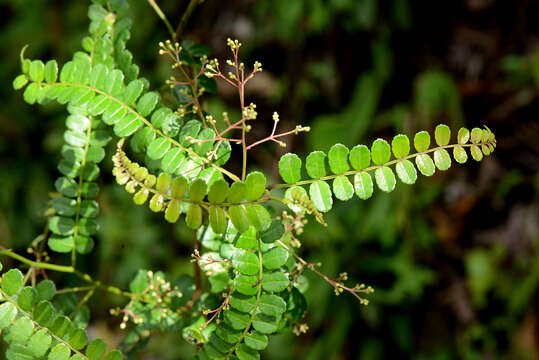 Image of Zanthoxylum foliolosum J. D. Smith