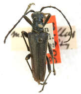 Image of Stenocorus marginellus Casey 1924