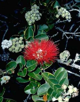 Image of 'ohi'a lehua