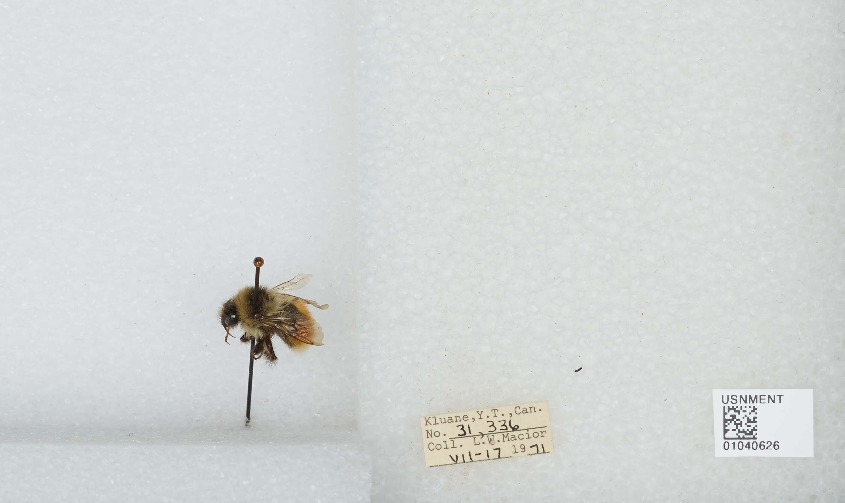 Image de Bombus sylvicola Kirby 1837