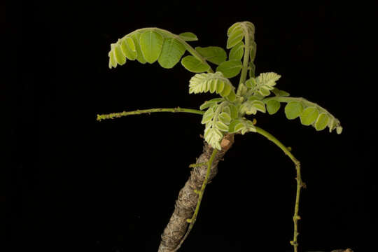 Image de Comocladia macrophylla (Hook. & Arn.) L. Riley