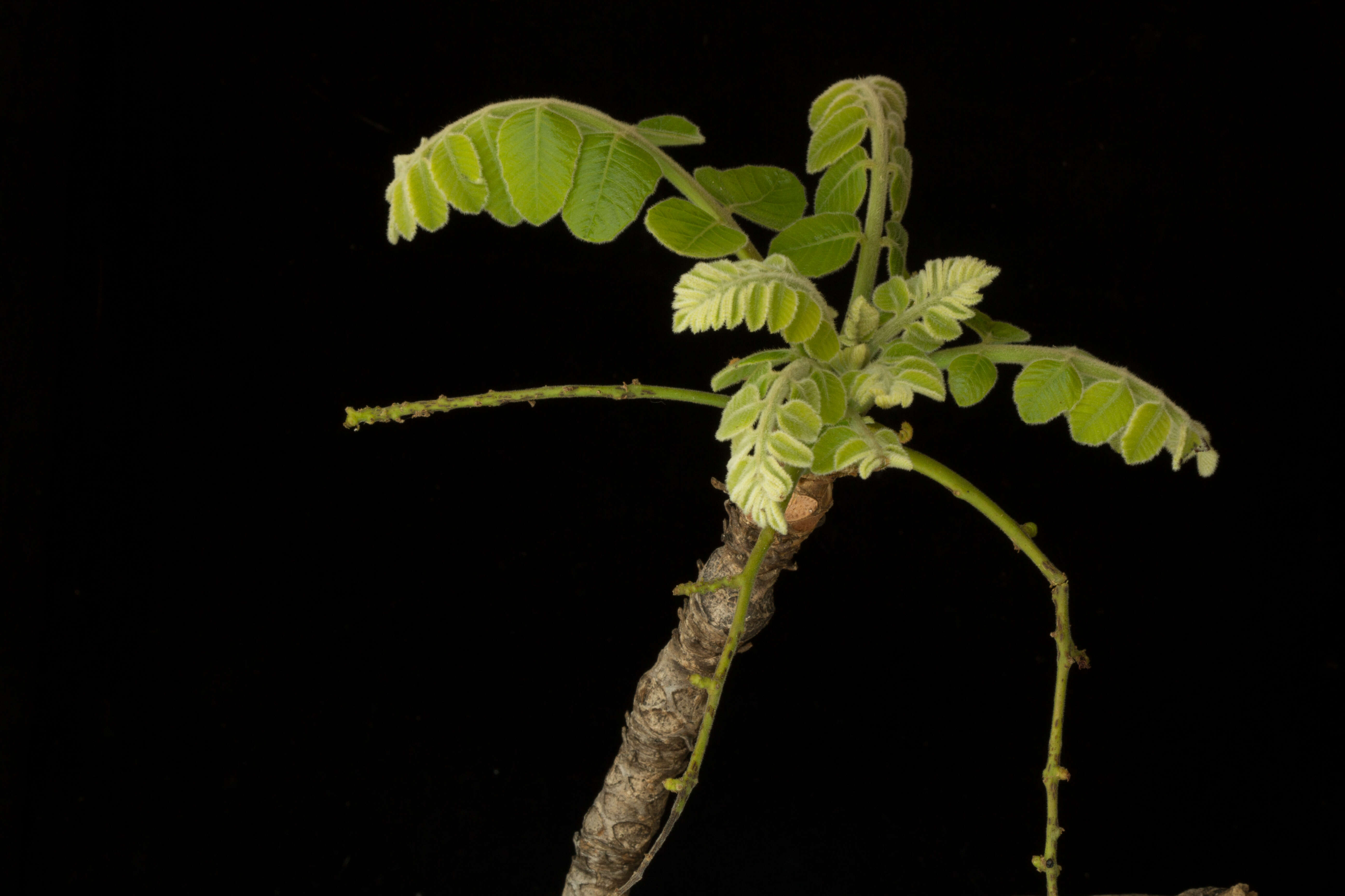 صورة Comocladia macrophylla (Hook. & Arn.) L. Riley