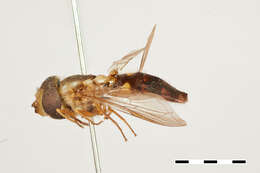 Image of Allograpta macquarti (Blanchard 1852)