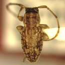 Image of Boninella degenerata Gressitt 1956