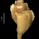 Image of Trophonella scotiana (Powell 1951)