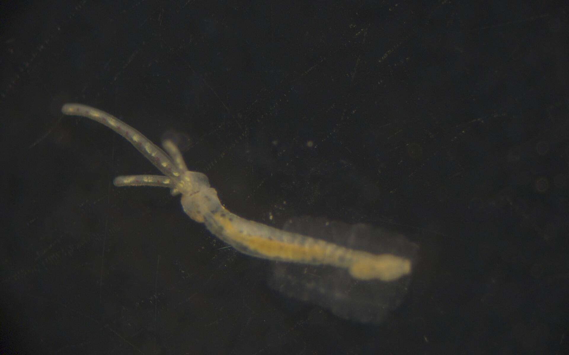 Image of Terebellidae