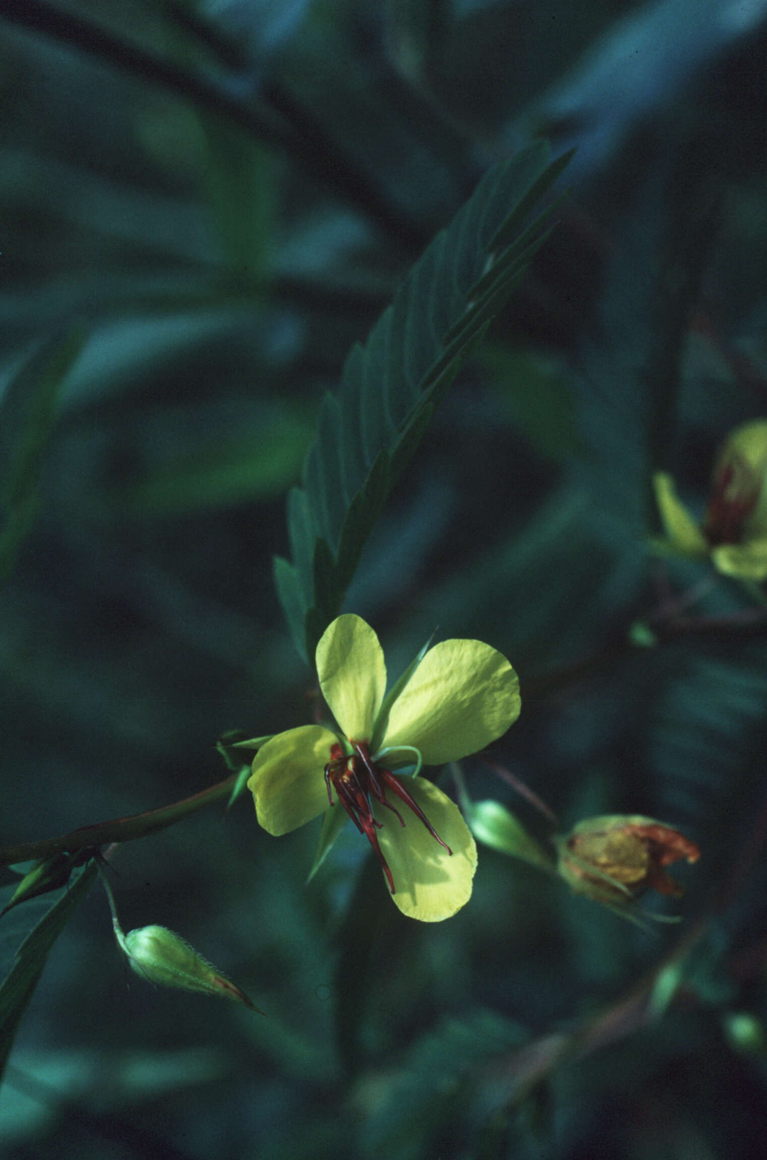 Image of partridge pea