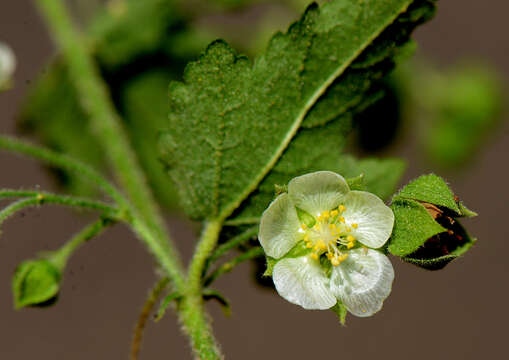 Kearnemalvastrum lacteum (Ait.) D. M. Bates resmi