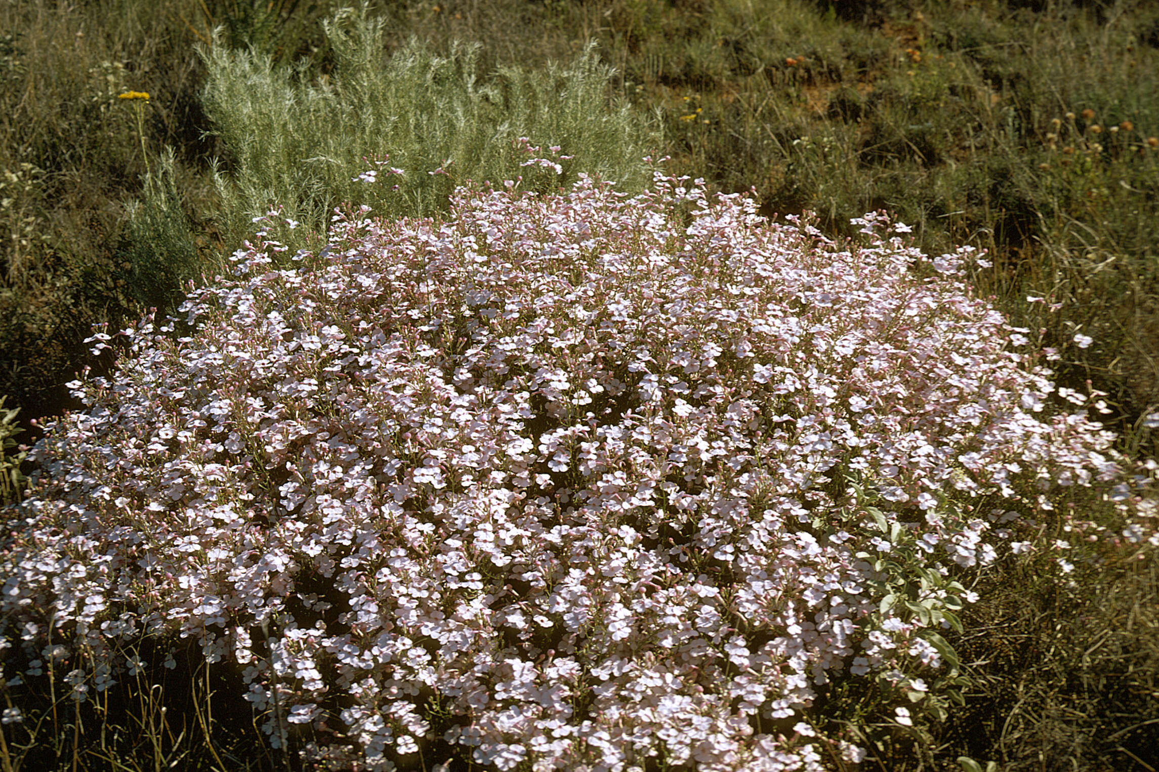 Image of pink plains penstemon