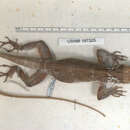 Image of Anolis baleatus lineatacervix Schwartz 1978