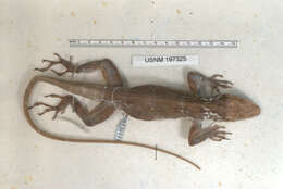 Image of Anolis baleatus lineatacervix Schwartz 1978