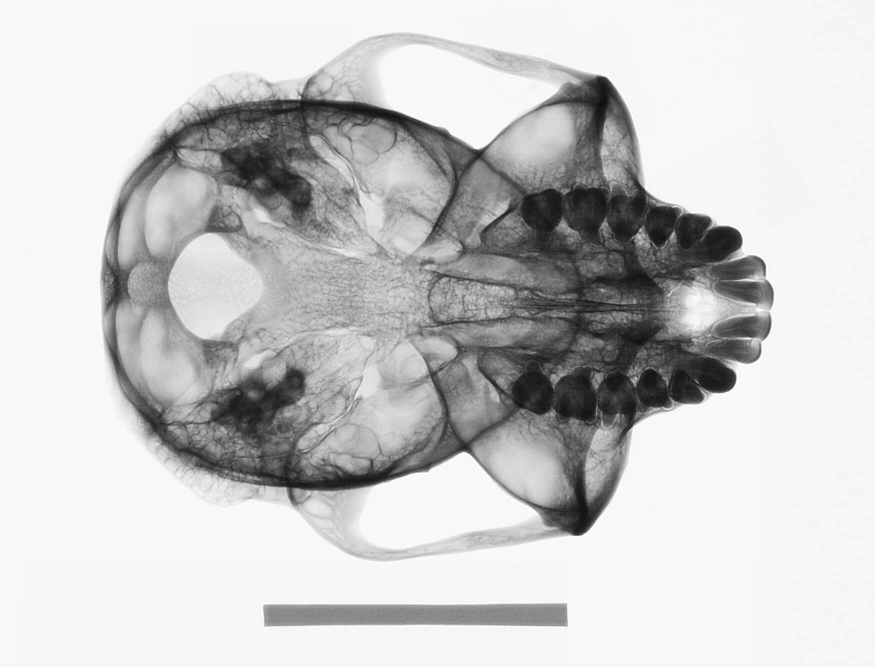 Image of Trachypithecus cristatus cristatus (Raffles 1821)