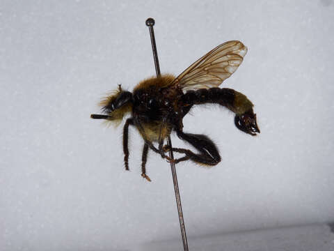 صورة Laphria columbica Walker 1866