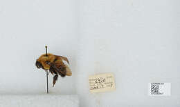 Image of Two-spotted Bumblebee