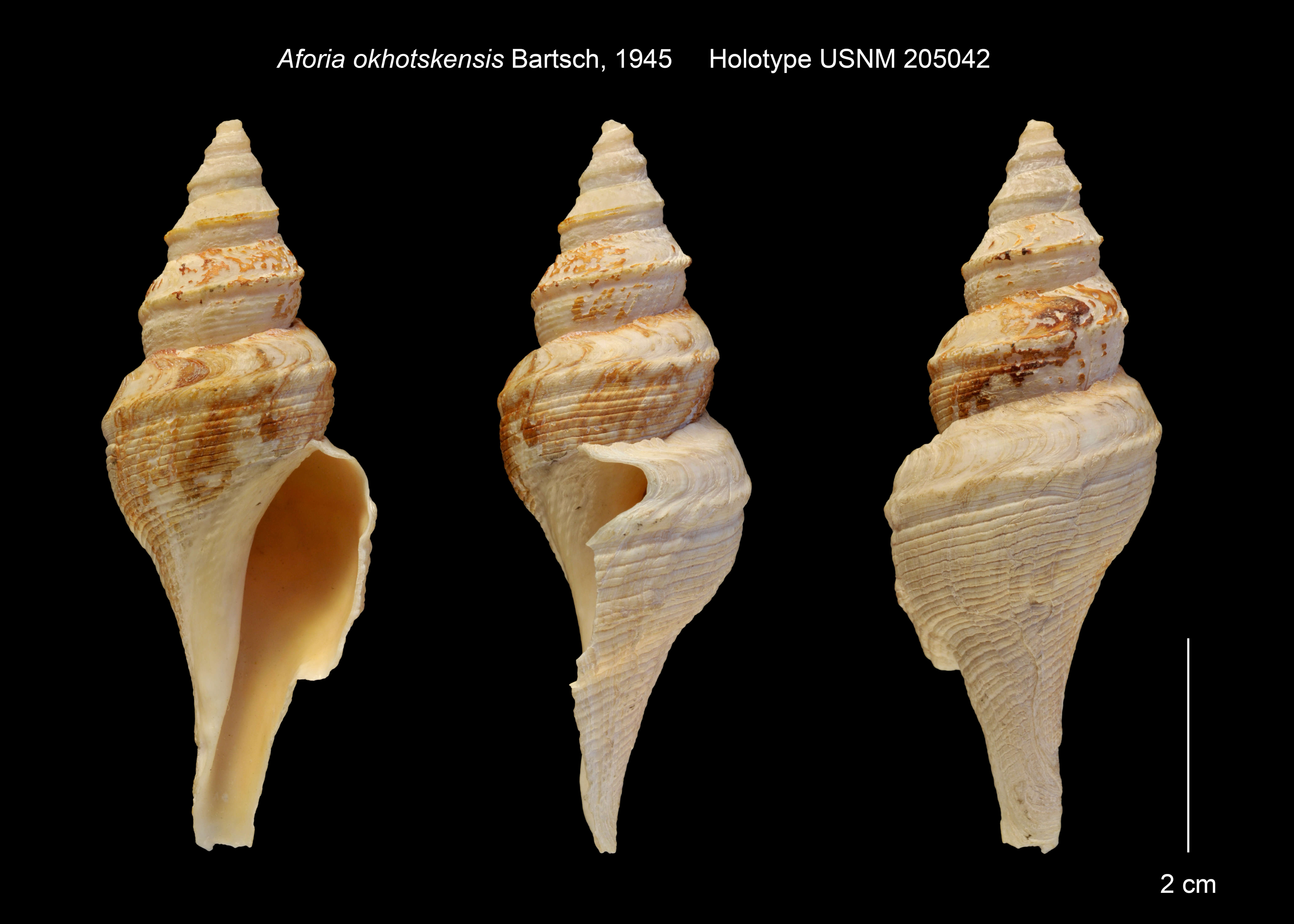 Image of Aforia okhotskensis Bartsch 1945