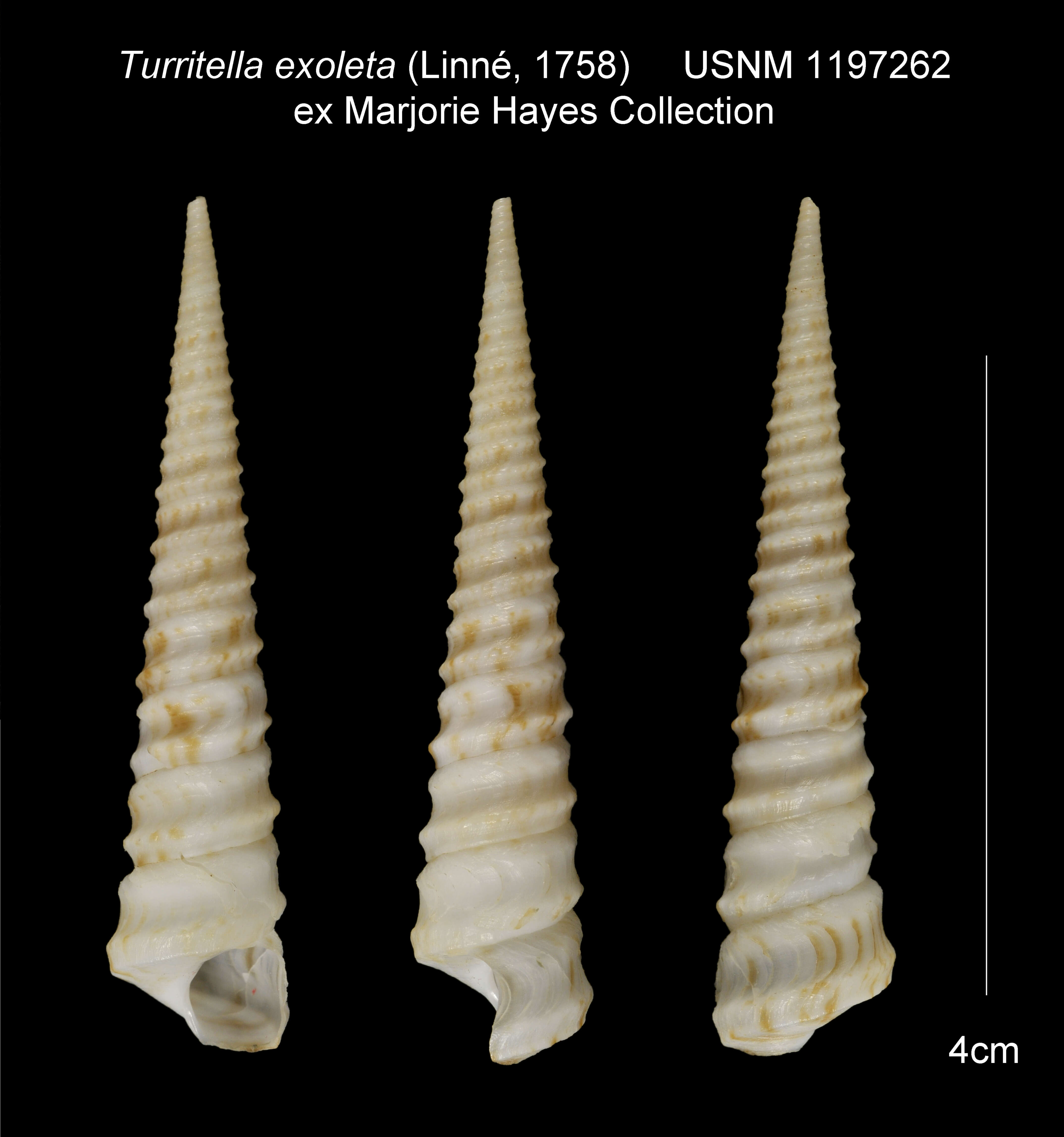 Turritella exoleta (Linnaeus 1758) resmi