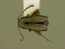 صورة Longitarsus danilevskyi