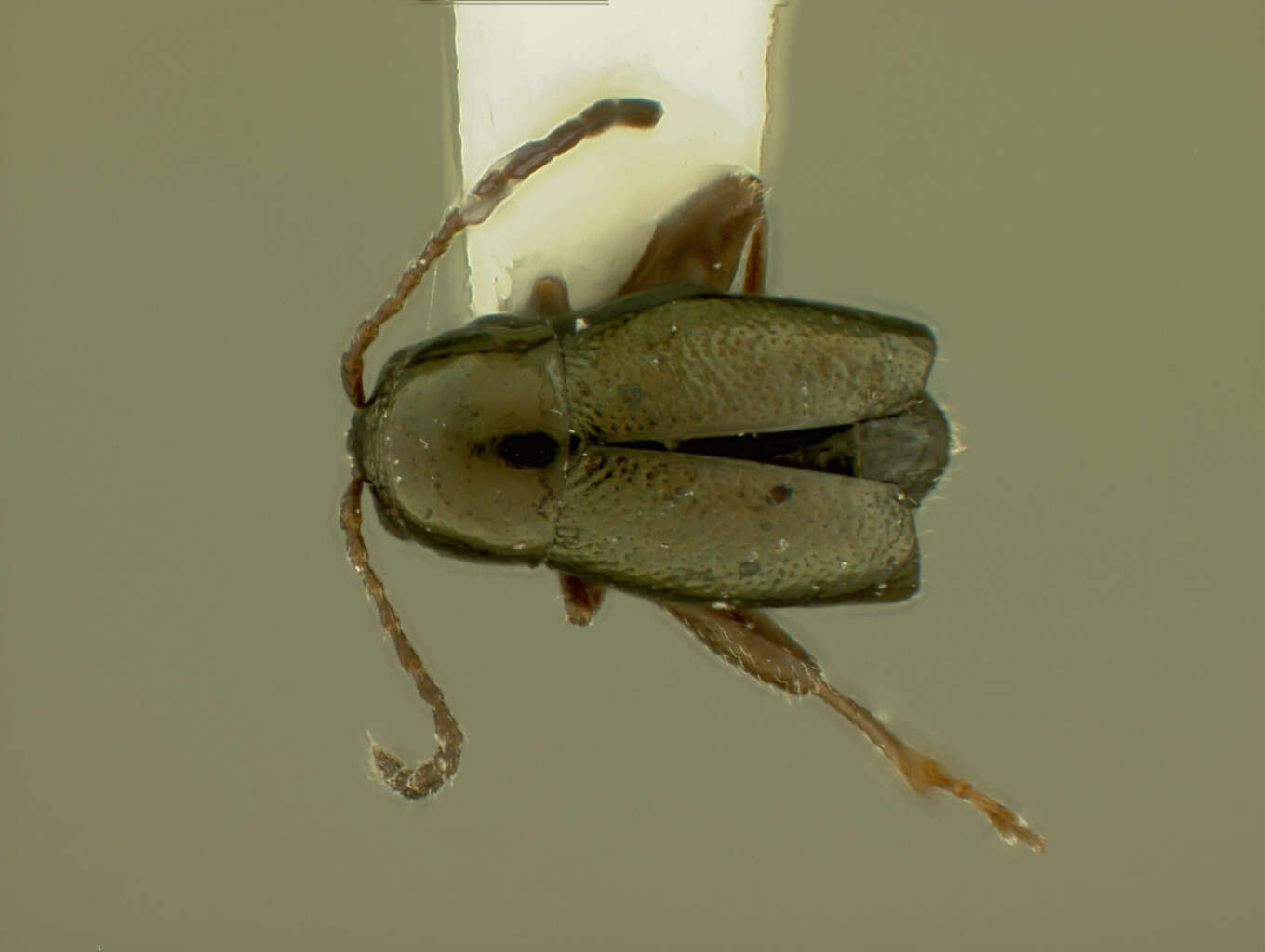 صورة Longitarsus danilevskyi