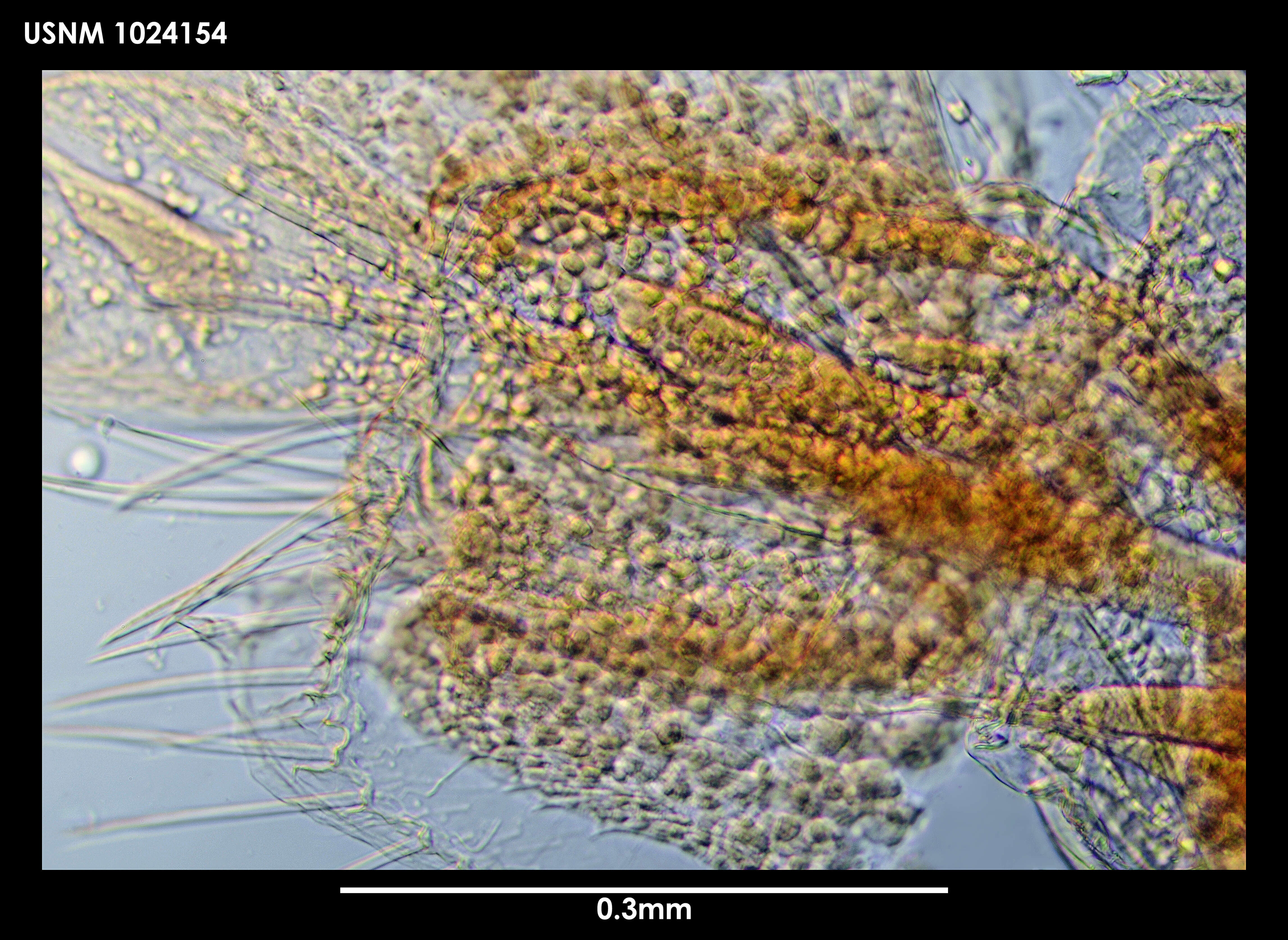 Image of Metandania tordi Berge & Vader 2003