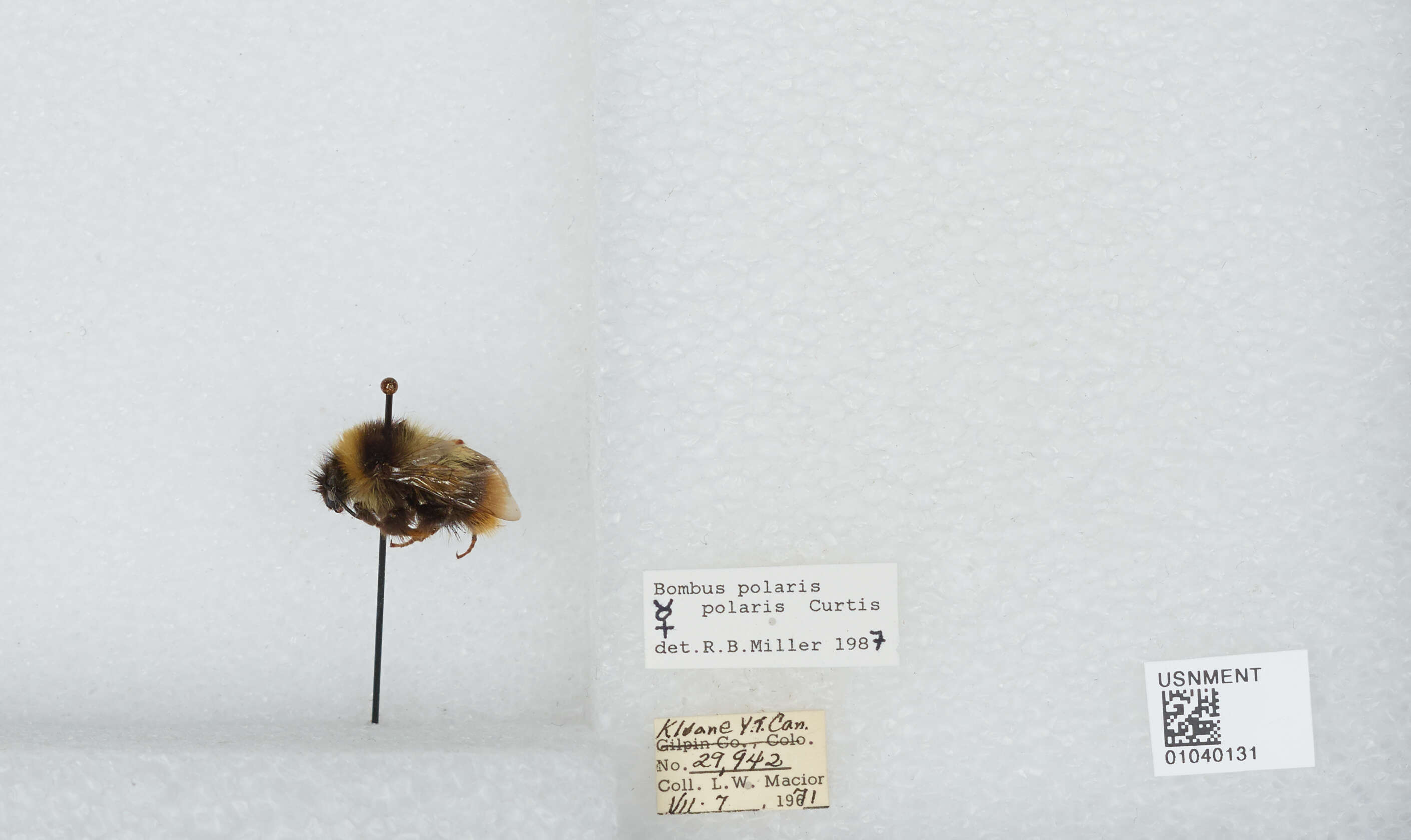 Image of Polar Bumble Bee