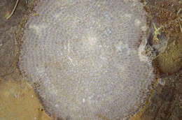 Image of Schizoporella variabilis (Leidy 1855)