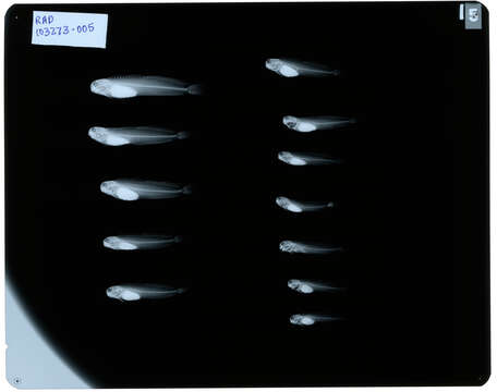 Image of Istiblennius edentulus (Forster & Schneider 1801)