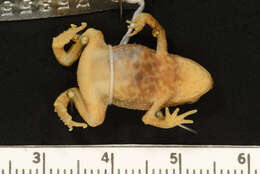 Imagem de Anaxyrus americanus (Holbrook 1836)