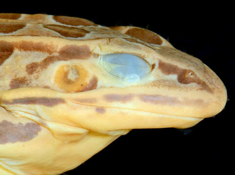 Image of Northern Leopard Frog