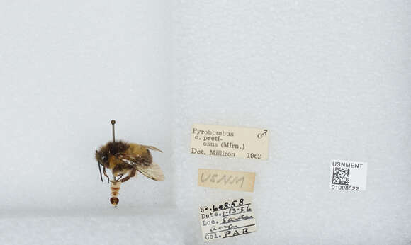 Image of Bombus breviceps Smith 1852