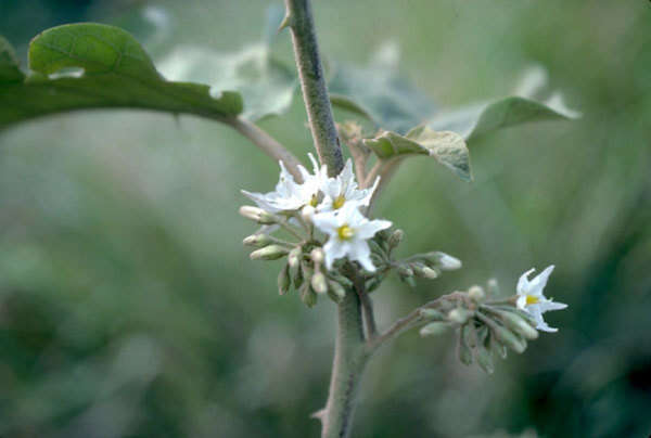 Imagem de Solanum torvum Swartz