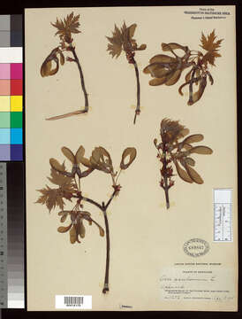 Image of Florida maple