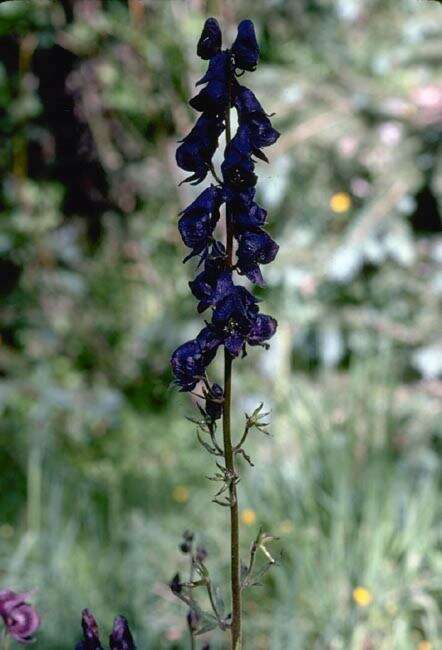 Image of Columbian monkshood