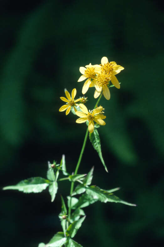 Image of manzanilla trepador