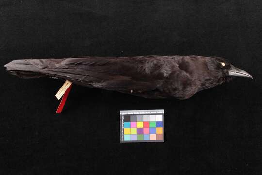Image of Corvus brachyrhynchos paulus Howell 1913