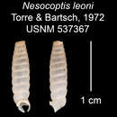 Image of Nesocoptis leoni C. Torre & Bartsch 1972