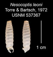 Image of Nesocoptis leoni C. Torre & Bartsch 1972