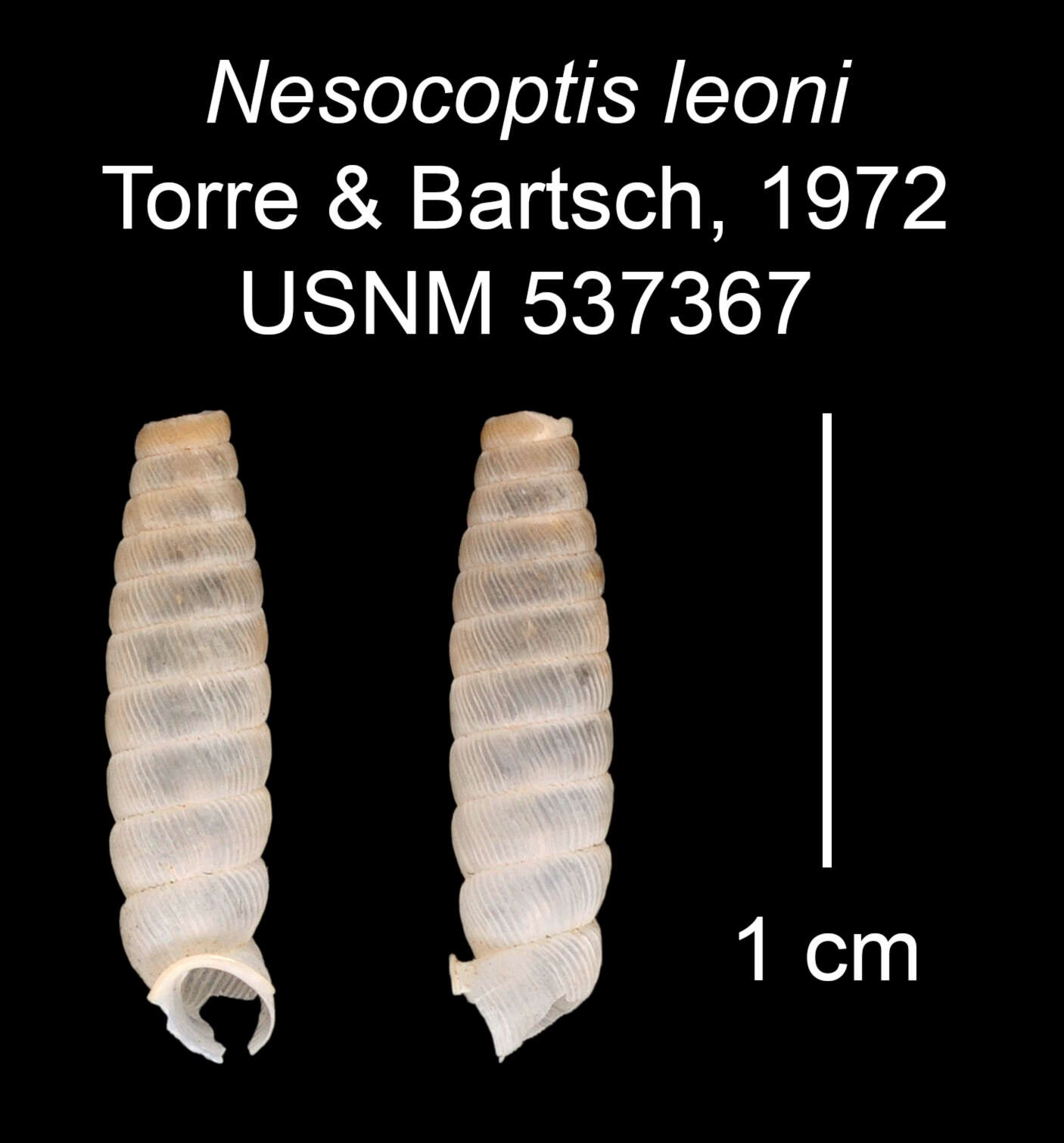 Image of Nesocoptis leoni C. Torre & Bartsch 1972