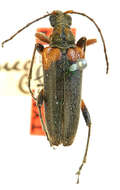 Image of Leptacmaeops cuneata Casey 1913