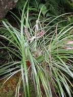 Image of silverhair pineapplegrass