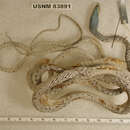 Image de Uromacer frenatus wetmorei Cochran 1931